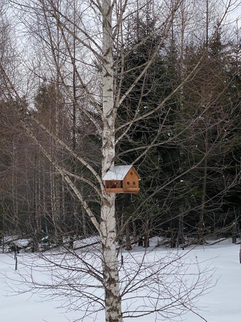Hanna'S Hidden Haven Harghita-Băi Oda fotoğraf